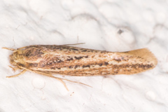 Ypsolopha