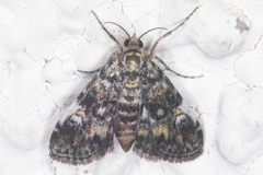 Elophila occidentalis