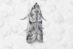 Laetilia dilatifasciella