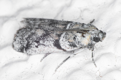 Laetilia dilatifasciella