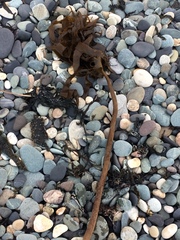 Laminaria hyperborea