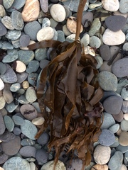 Laminaria hyperborea