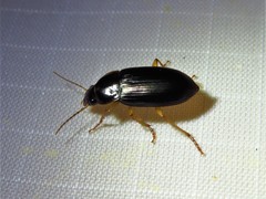 Notiobia