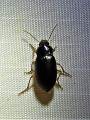 Notiobia