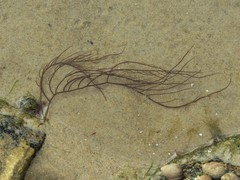 Gracilariopsis