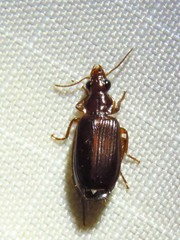 Plochionus timidus
