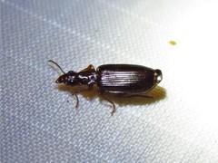 Plochionus timidus