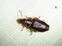 Plochionus timidus