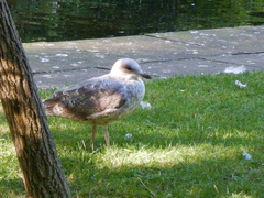 Larus