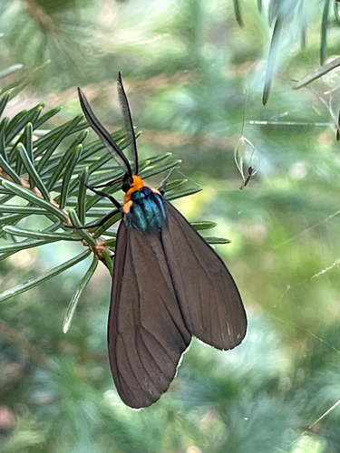 Virginia Ctenucha Moth