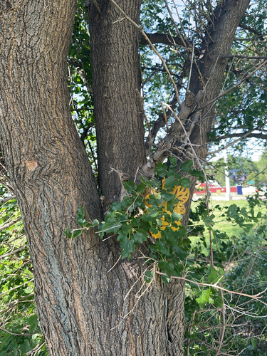 white mulberry