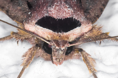 Adelphagrotis indeterminata