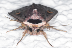 Adelphagrotis indeterminata