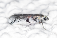 Laetilia dilatifasciella