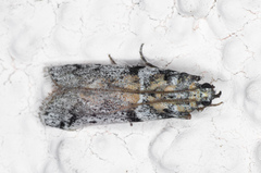Laetilia dilatifasciella