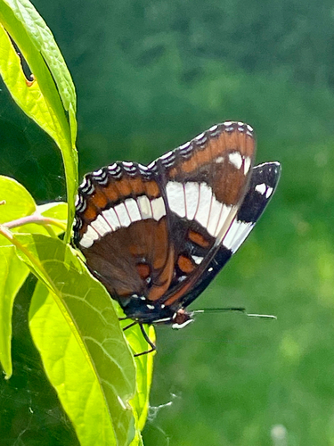 Western White Admiral