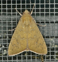 Anomis illita