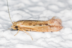 Ypsolopha