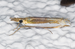 Crambus sperryellus