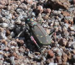 Cicindela depressula