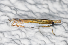 Crambus sperryellus