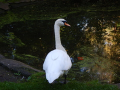 Cygnus olor