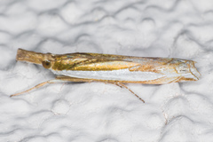 Crambus sperryellus