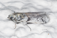 Laetilia dilatifasciella