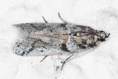 Laetilia dilatifasciella