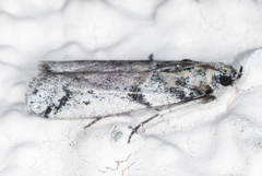 Laetilia dilatifasciella