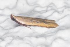 Mesophleps adustipennis