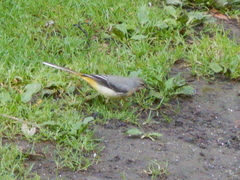 Motacilla cinerea