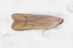 Mesophleps adustipennis