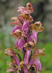 Orchis spitzelii