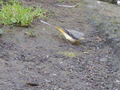 Motacilla cinerea