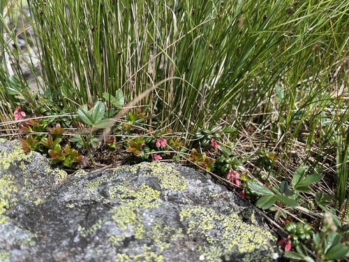 Vaccinium vitis-idaea minus iNaturalist observation