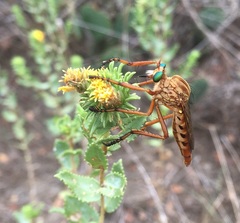 Diogmites angustipennis