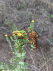 Diogmites angustipennis