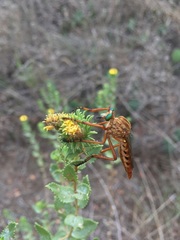 Diogmites angustipennis
