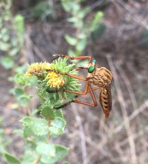 Diogmites angustipennis