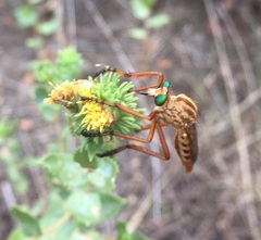 Diogmites angustipennis