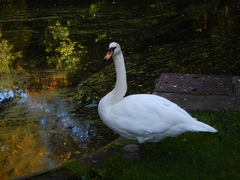 Cygnus olor