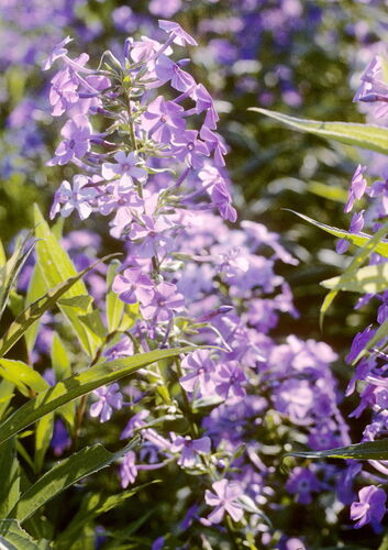 Phlox maculata 2