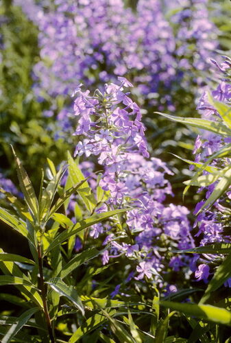 Phlox maculata 4