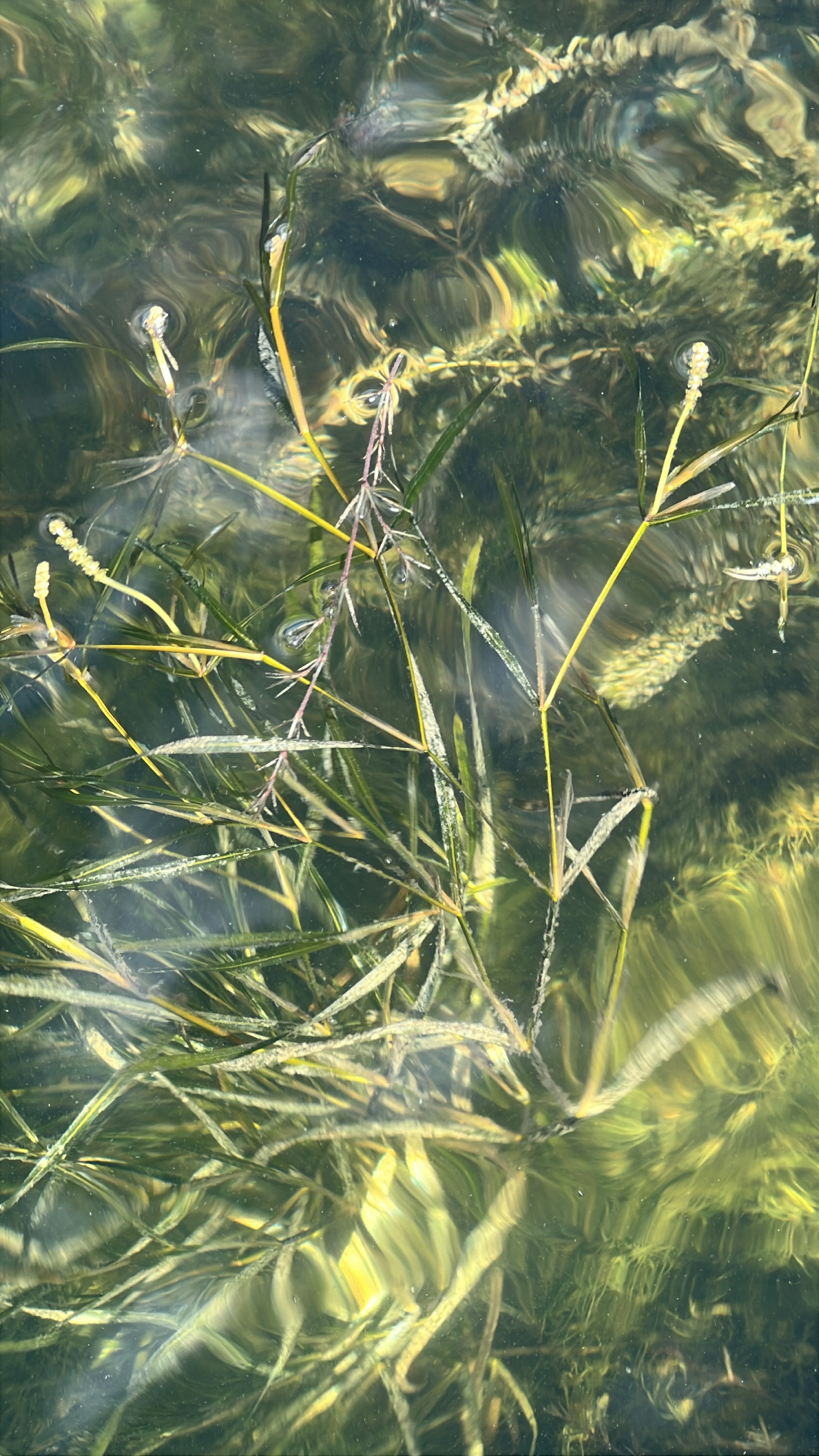 Potamogeton zosteriformis