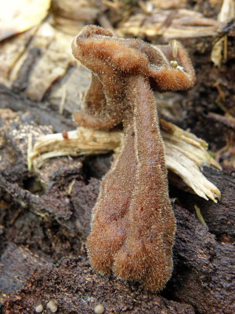 Melanconiellaceae