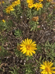 Heterotheca stenophylla