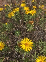 Heterotheca stenophylla