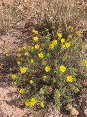 Heterotheca stenophylla
