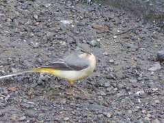 Motacilla cinerea